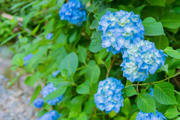 神奈川県鎌倉市　明月院のアジサイ