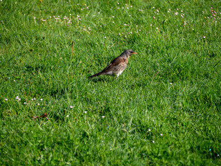 Runner insect eater bird watching insect for hunting on the grass