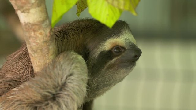 Extreme close-up low angle portrait still shot of cute, squinting and smiling furry sloth on the bark of a tree at a tropical rainforest sanctuary park, Costa Rica