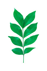 Green leaves or leaf isolated on white background