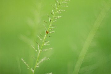 Shy lady bug in green background