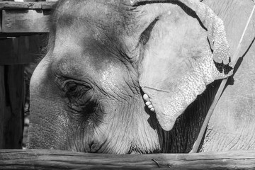Sad Elephant in black and white