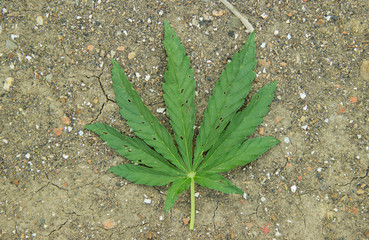 green hemp leaves in natural light