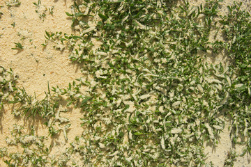 green grass sprinkled with sawdust