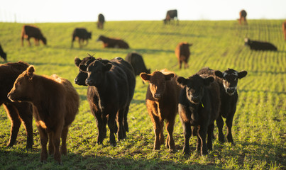 Herd of young cows