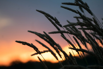Fototapeta premium sunset in wheat field