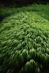 Hakonechloa macra is a very attractive houseplant that is blowing in the wind.
