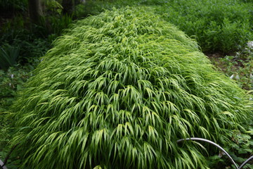 Hakonechloa macra is a very attractive houseplant that is blowing in the wind.