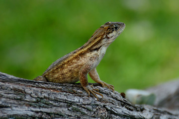 Brown Lizard in a tree With a Green Background
