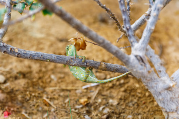 Green chameleon, hanging clutching a bougainvillea