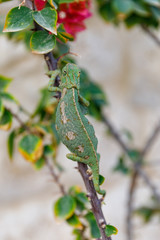 Back view of a green chameleon on bougainvillea