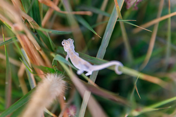 A baby chameleon runs away