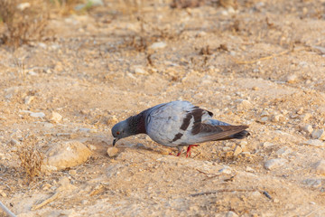 Gray dove eating from ground