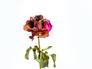 Fototapeta na wymiar dried rose flower head isolated on white background cutout, Broken heart