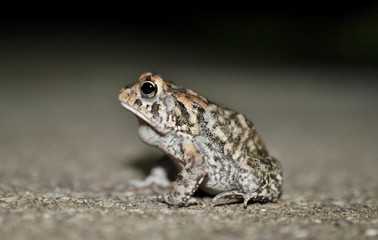 Macro toad side view