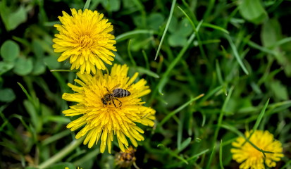 Bee harvesting pollens from the yellow flower