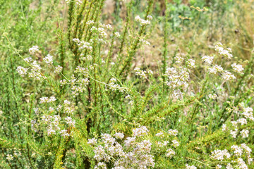 White Blossom