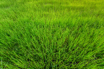 rice plant