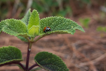 Ladybug on Leaf