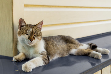 The portrait of a beautiful three-colored young female cat lies on a metal canopy at home and relaxes with eyes closed. Close. Soft focus