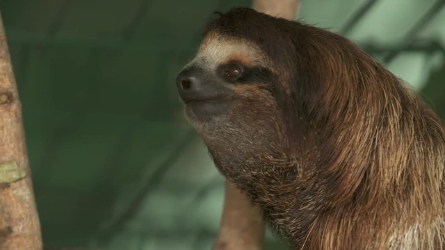 Extreme close-up low angle portrait panning shot of a starring adult sloth holding onto a timber structure at a sanctuary, Costa Rica