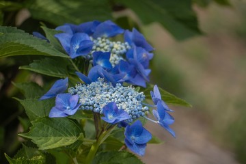 アジサイ／左寄りに2輪の紫陽花　右はぼかしのコピースペース