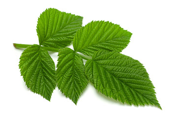 Raspberry leaf  on white