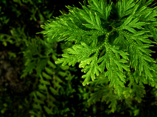 Freshness green leaf of Selaginella involvens fern