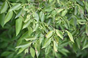 Obraz premium Aphananthe aspera (Aphananthe oriental elm)
