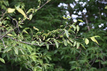 Aphananthe aspera (Aphananthe oriental elm)