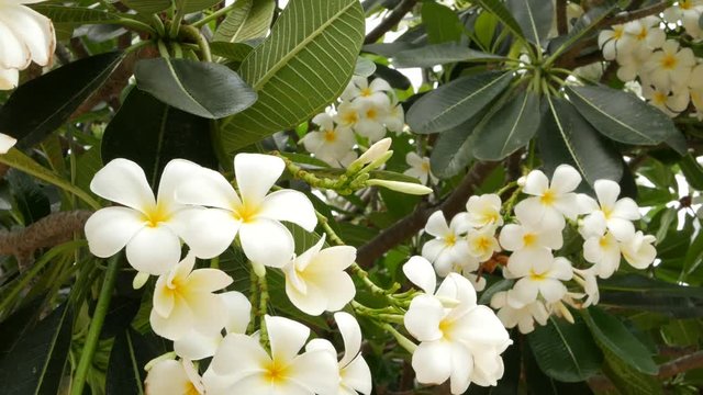 Many exotic white flowers. Blooming Frangipani Plumeria Leelawadee set of white tropical flowers on green tree. Natural tropical exotic background.