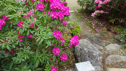 豪華に開花！シャクナゲ！