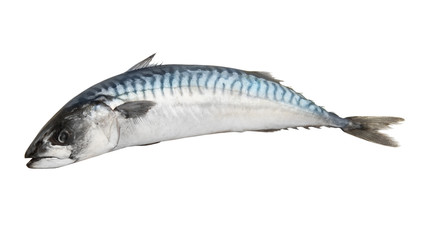 Fresh mackerel fish isolated on white background