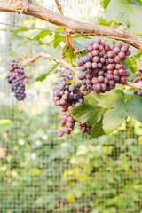 Champagne Grapes in farm, selective focus (detailed close-up shot) 