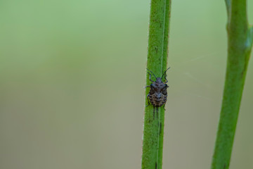 Shield/stink bug, Pentatomidae, macro close up while resting on the stem of a bracken plant during June/summer. 
