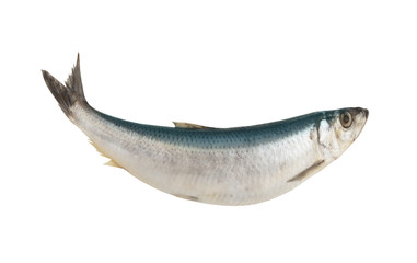 Fresh raw herring fish isolated on white background