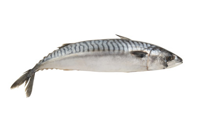 Raw mackerel fish isolated on white