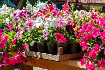 Fototapeta na wymiar Potted colorful petunia flowers for sale on street market