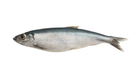 Herring fish isolated