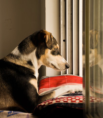 dog in front of the window