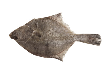 Fototapeta premium Raw flatfish isolated on white background