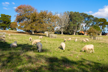 Sheeps at One Tree Hill in Auckland, New Zealand