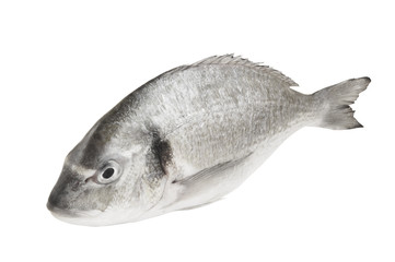 Raw dorado fish isolated on white background