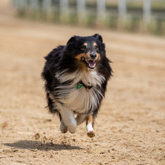Ein Langhaarcollie in der Frontale freigestellt rennt auf einer Sandpiste gen Ziel