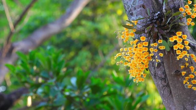 Yellow flower of Dendrobium lindleyi or Honey fragrant tropical wild orchid in full bloom