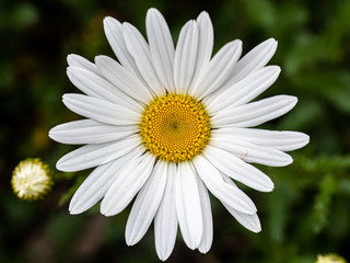 Fototapeta premium Oxeye daisy in bloom 1