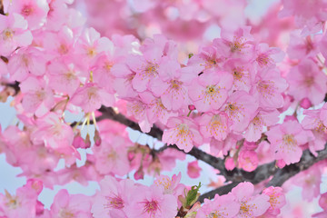 桜の開花イメージ