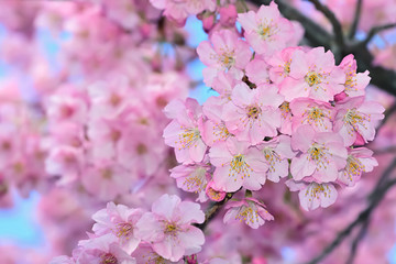 桜の開花イメージ
