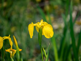 yellow iris in a Japanese park