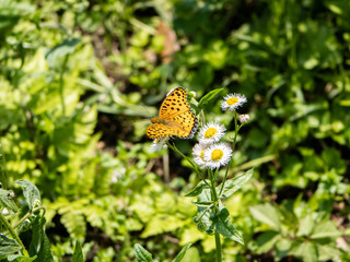 tropical fritillary butterfly on white daisies 1